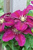 CLEMATIS NIOBE