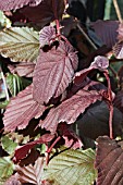 CORYLUS MAXIMA PURPUREA