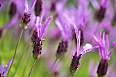 LAVANDULA STOECHAS ALLARDII