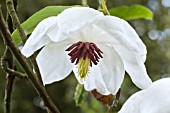 MAGNOLIA WILSONII