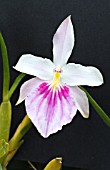 MILTONIA SLECTABILIS