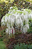 WISTERIA FLORIBUNDA ALBA