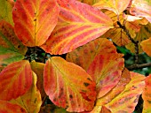 PARROTIA PERSICA (PERSIAN IRONWOOD)