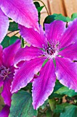 CLEMATIS BARBARA DIBLEY