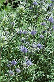 ERYNGIUM BOURGATII