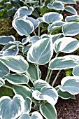 HOSTA BLUE IVORY