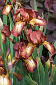 IRIS GERMANICA SULTANS PALACE