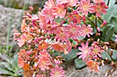 LEWISIA TWEEDYI