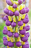 LUPINUS RUSSELL CROWN MIXED