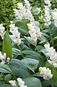 MAIANTHEMUM RACEMOSA (SMILACINA)