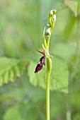 OPHRYS INSECTIFERA