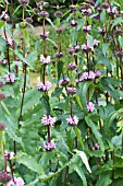 PHLOMIS TUBEROSA AMAZONE