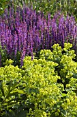 ACHEMILLA MOLLIS & SALVIA NEMOROSA MAINACHT