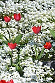 ARABIS CAUCASICA SCHNEEHAUBE (IGLOO) WITH TULIPA APELDOORN