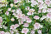 ASTRANTIA BUCKLAND