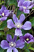 CLEMATIS ARABELLA