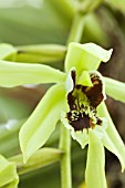 COELOGYNE GREEN DRAGON