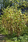 FALLOPIA JAPONICA