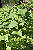 FALLOPIA SACHALINENSIS