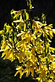 FORSYTHIA NORTHERN GOLD