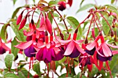 FUCHSIA BRUTUS