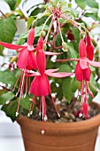 FUCHSIA RUFUS THE RED