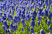 MUSCARI ARMENIACUM