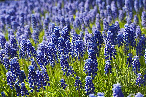 MUSCARI_ARMENIACUM