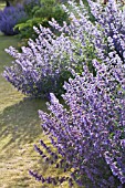 NEPETA SIX HILLS GIANT