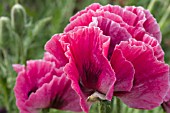 PAPAVER ORIENTALE PATTYS PLUM