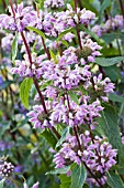 PHLOMIS TUBEROSA AMAZONE