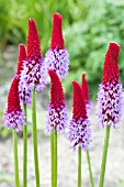 PRIMULA VIALII