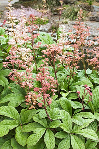 RODGERSIA_PINNATA