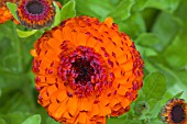 CALENDULA NEON