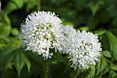 ACTAEA RUBRA