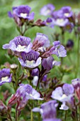 CHAENORHINUM BLUE DREAM