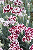 DIANTHUS MENDLESHAM MINX (RUSSMIN)