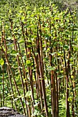 FALLOPIA JAPONICA