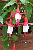 FUCHSIA ALICE HOFFMAN