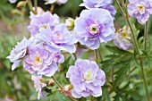 GERANIUM PRATENSE SUMMER SKIES