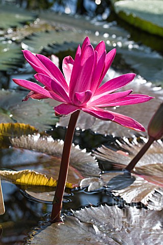 NYMPHAEA_RED_FLAME