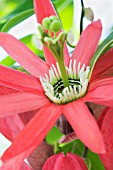 PASSIFLORA RACEMOSA