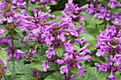 STACHYS MACRANTHA