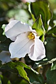 TRILLIUM GRANDIFLORUM