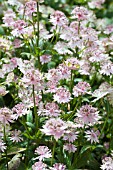 ASTRANTIA BUCKLAND