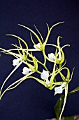 BRASSIA VERRUCOSA
