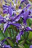 CLEMATIS PETIT FAUCON (EVISIX)