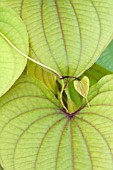 DIOSCOREA BULBIFERA