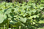 FALLOPIA SACHALINENSIS