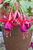 FUCHSIA ACHIEVEMENT